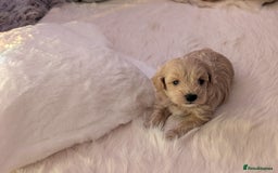 Maltipoo dogs for sale: Quality At it's Finest. From Ch Parents Multipoo - Image 2