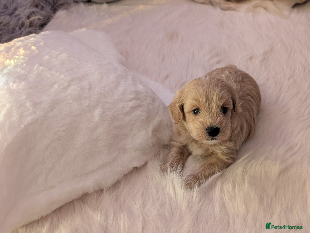 Maltipoo dogs for sale: Quality At it's Finest. From Ch Parents Multipoo - Image 2