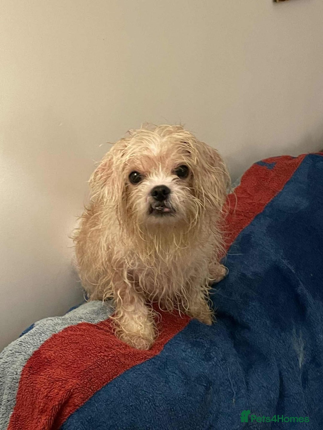 Cavapoo dogs for adoption: Buddy - Hingham Norfolk  - Image 8