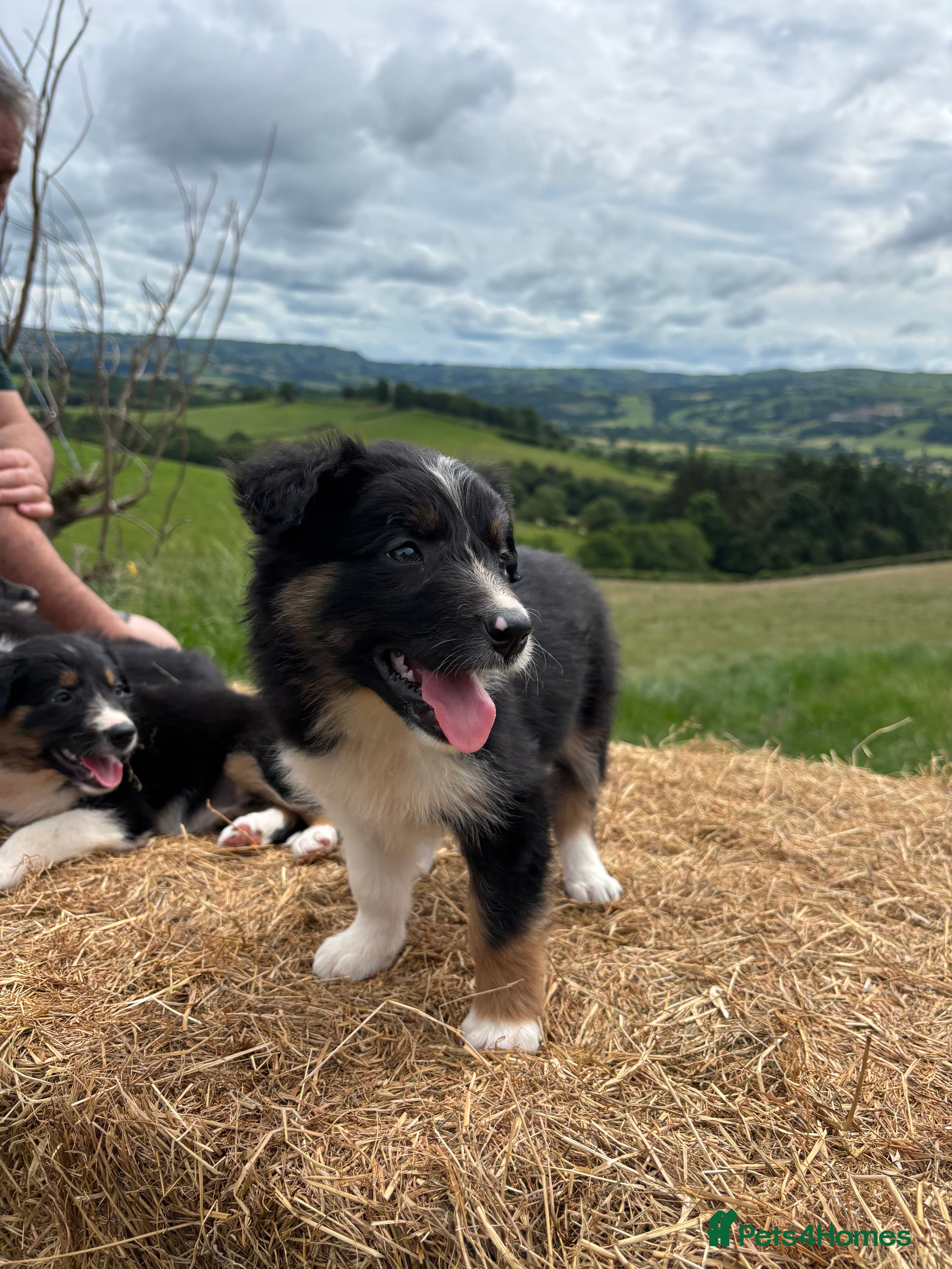 Border Collie dogs Long coated rare border collie puppies - Advert 2