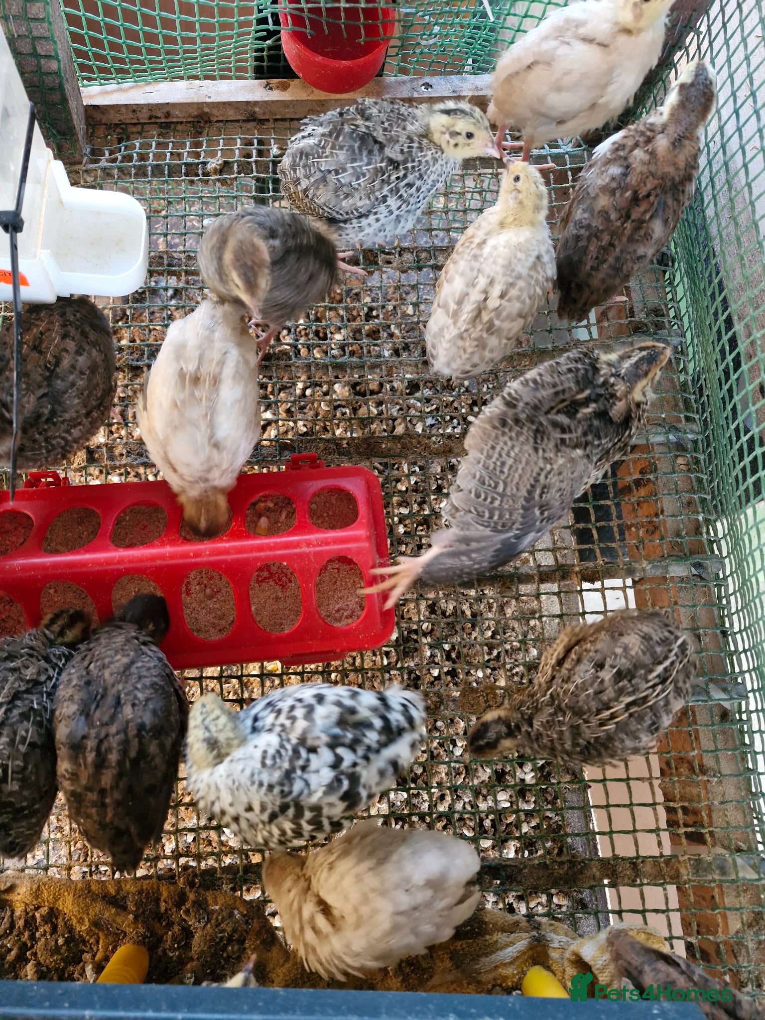 Quail poultry Jumbo Quail Chicks - Advert 2