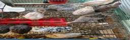 Quail poultry for sale: Jumbo Quail Chicks - Advert 2