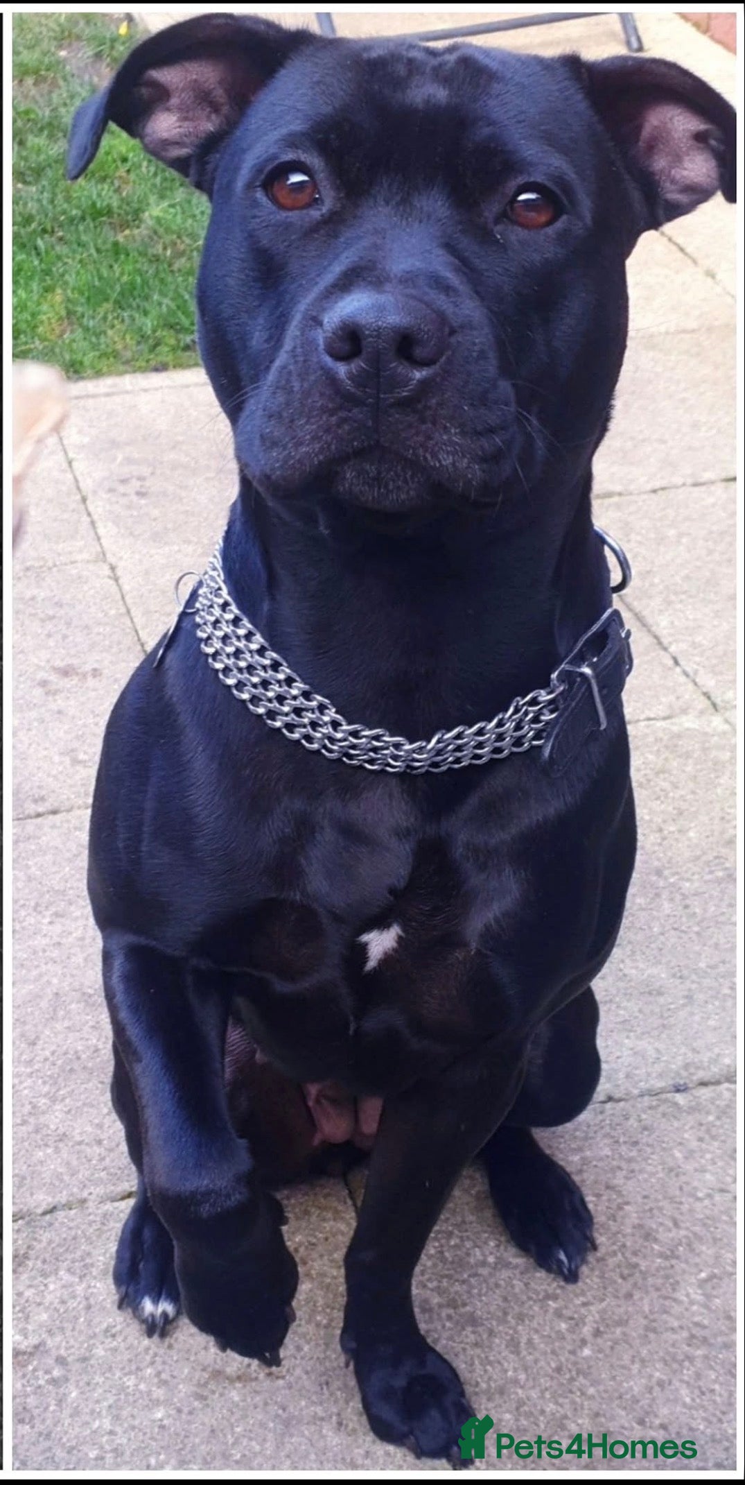 Staffordshire Bull Terrier dogs 2 staffy puppies  - Advert 2