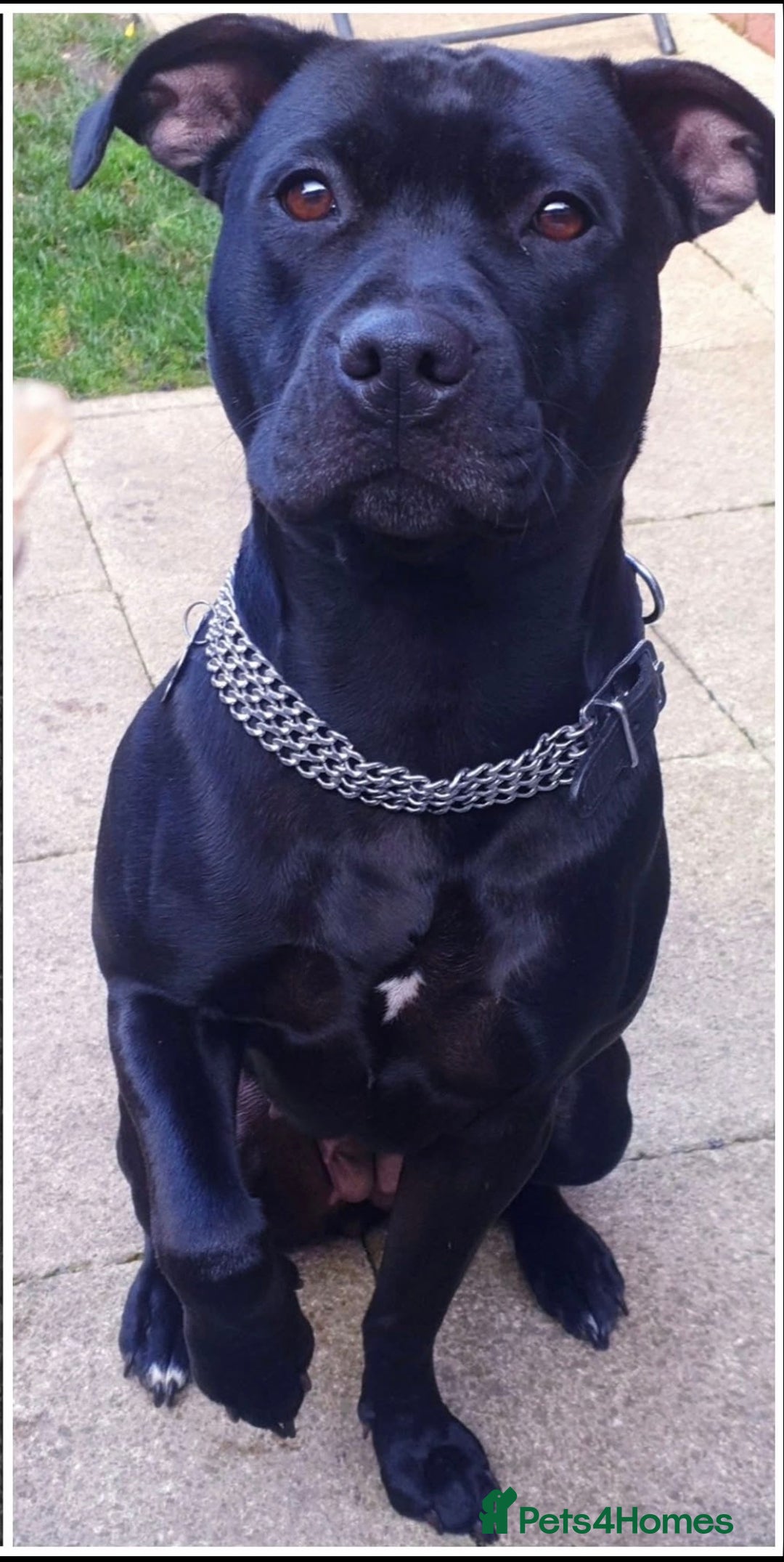 Staffordshire Bull Terrier dogs for sale: 2 staffy puppies  - Advert 1