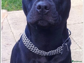 Staffordshire Bull Terrier dogs 2 staffy puppies - Advert 2