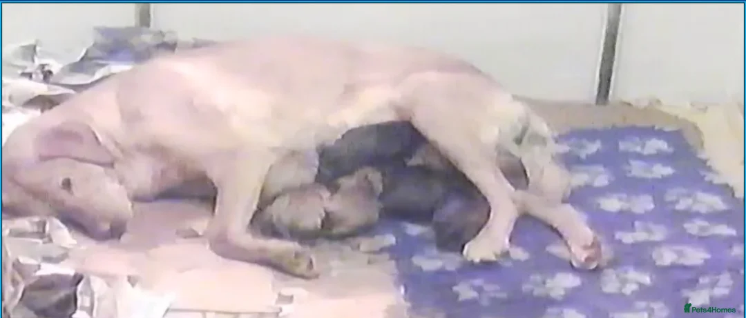 Labrador Retriever dogs for sale: New litter kc reg Labrador puppies  - Advert 3