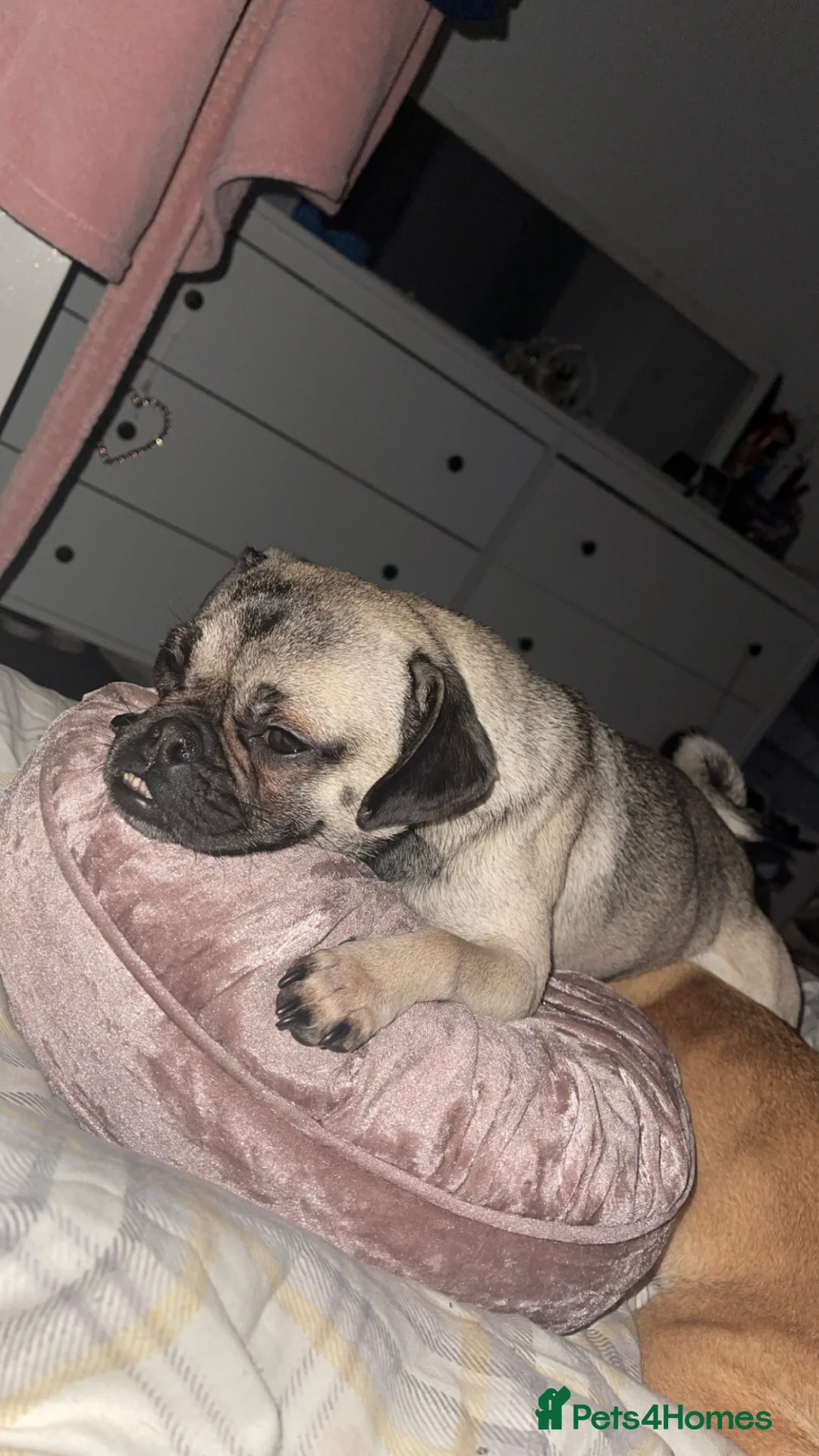 Mixed Breed dogs for sale: Pug cross Pom for sale  - Advert 1