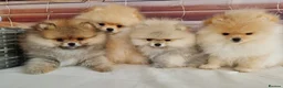 Pomeranian dogs for sale: Luxury Pomeranian puppies for sale!!! - Advert 4