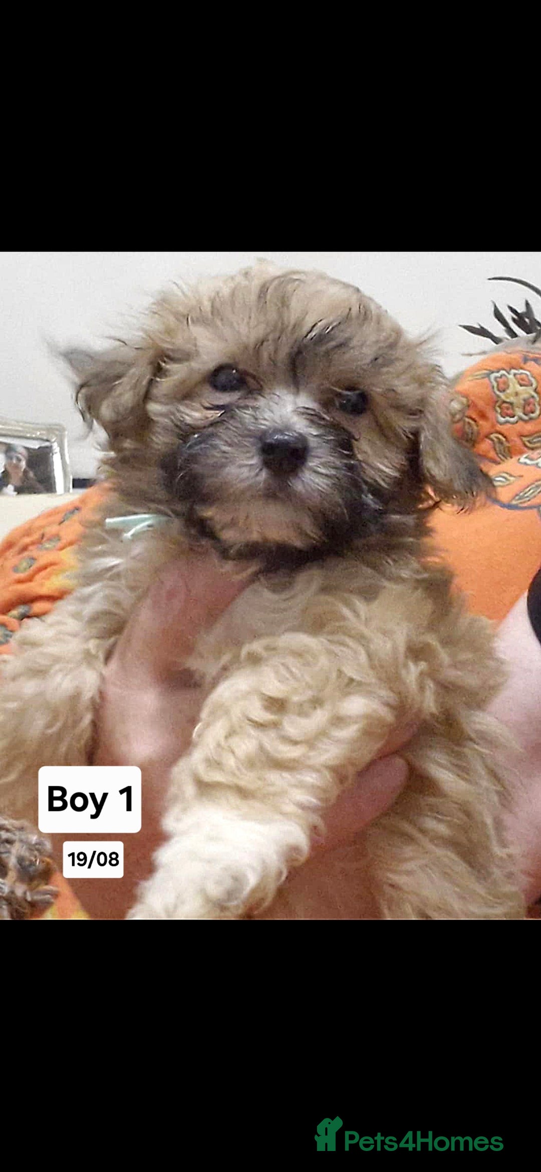 Maltipoo dogs for sale: Maltipoo puppy's - ready august 19th!  - Image 17