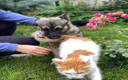 Mixed Breed dogs for adoption: 💙🐶 KAI 🐶💙 - Image 10