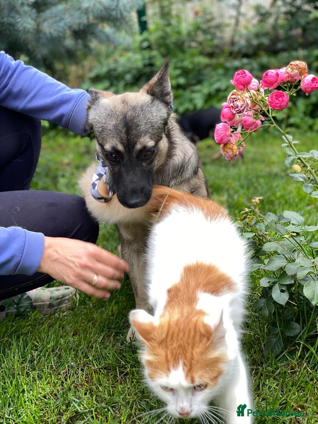 Mixed Breed dogs for adoption: 💙🐶 KAI 🐶💙 - Image 10