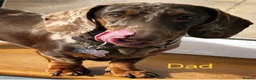 Miniature Dachshund dogs for sale: KC REGISTERED QUALITY PUPS  - Advert 8