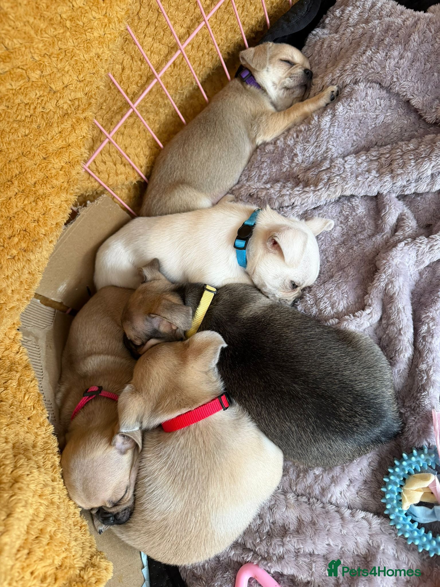 Chug dogs 5 Adorable Chug Puppies - Advert 2