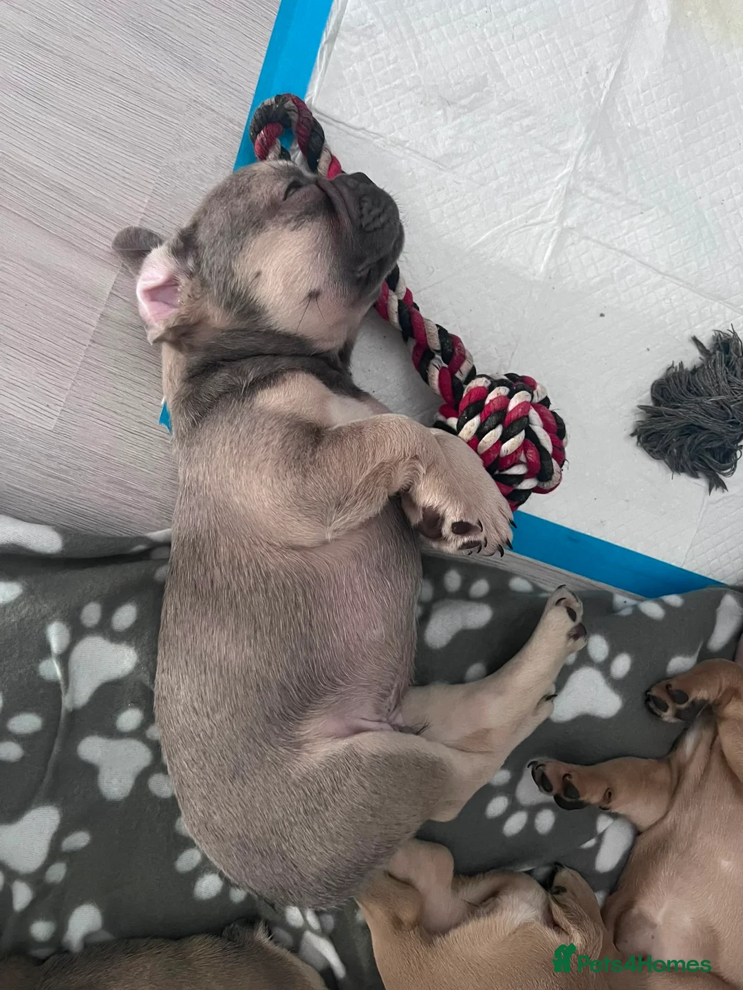 French Bulldog dogs for sale: Male French bulldog puppy in Rochester - Advert 4