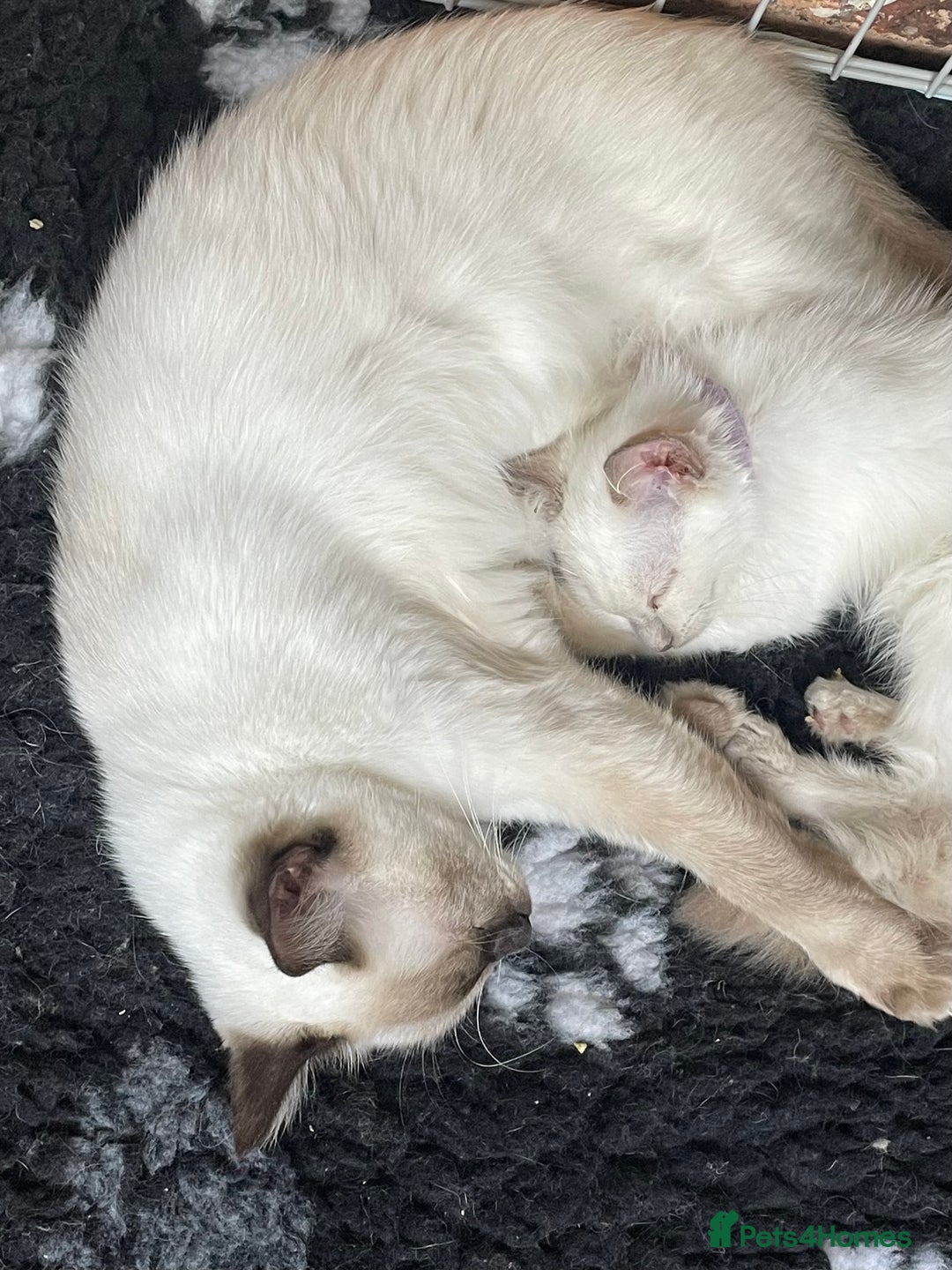 Ragdoll cats for sale: Ragdoll kittens from Moonliteyecats  - Image 40