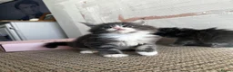 Maine Coon cats for sale: Chunky main coons 🩷🩷🩷💙 - Advert 13
