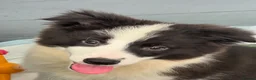 Border Collie dogs for sale: Gorgeous KC Registered Border Collies Ready now  - Advert 8