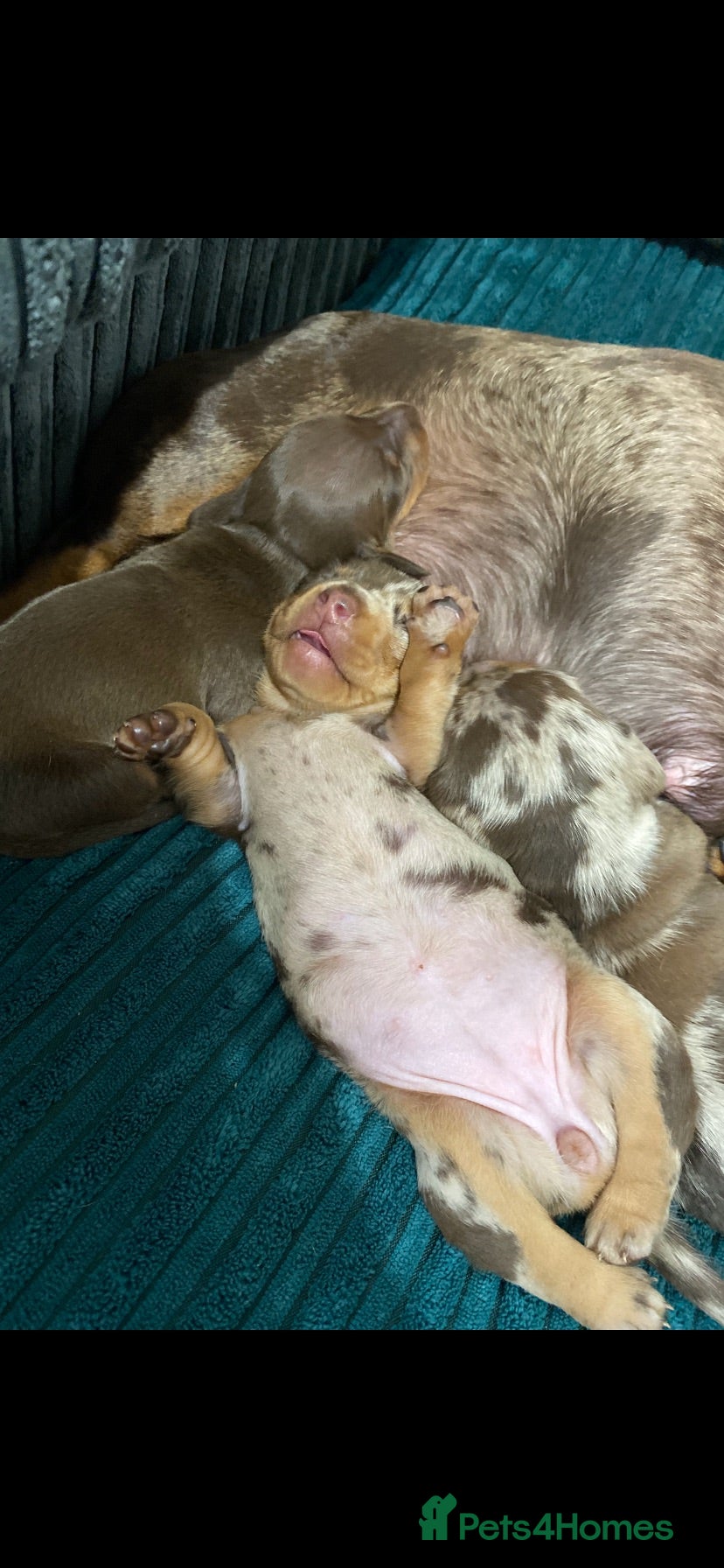 Miniature Dachshund dogs Beautiful smooth haired mini dachshunds😍 - Advert 2