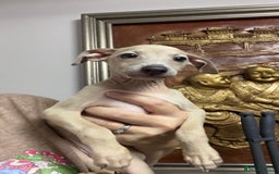 Italian Greyhound dogs for sale: Stunning Pedigree Italian Greyhounds Cream & Fawn  - Image 4