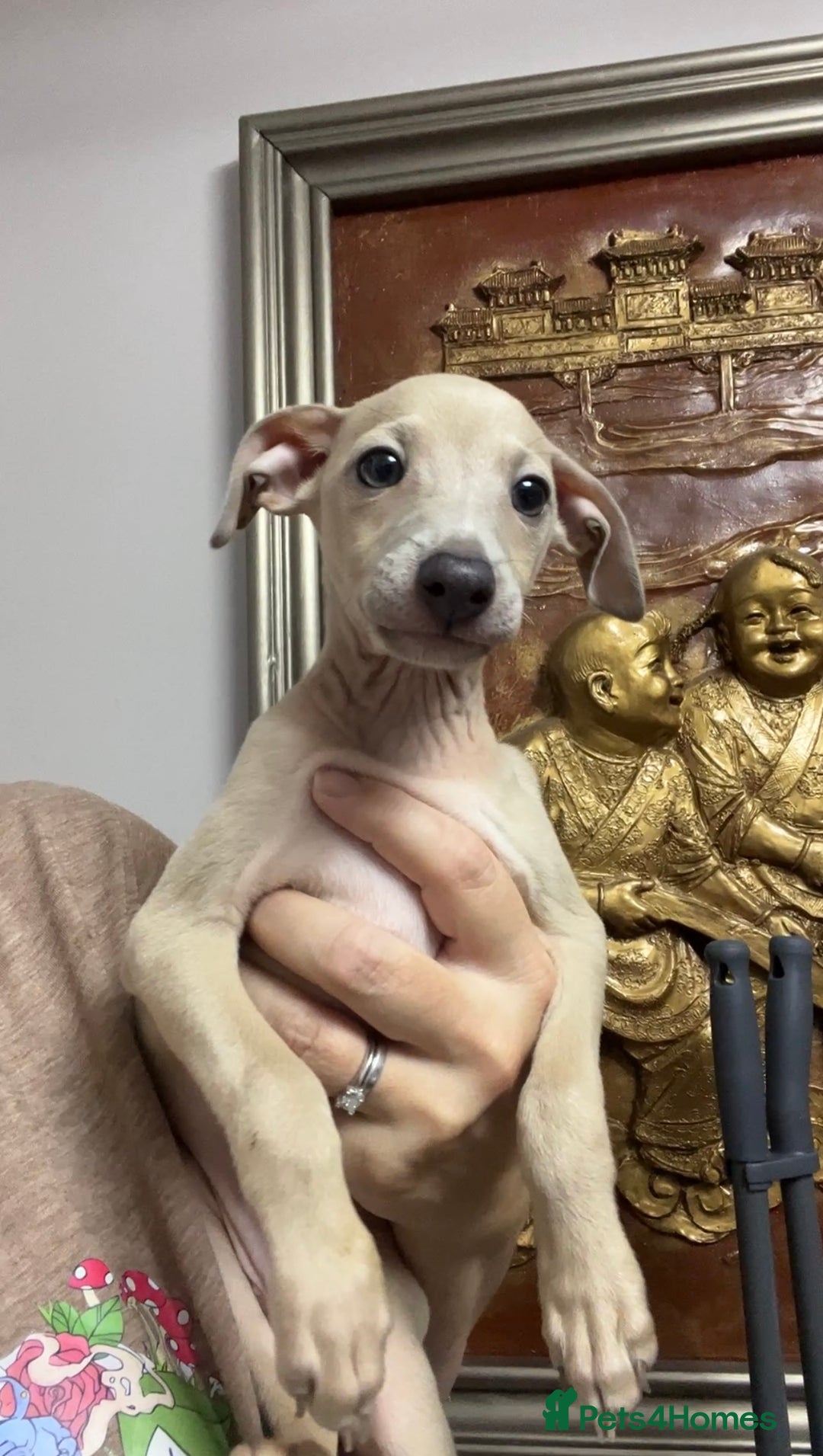 Italian Greyhound dogs for sale: Stunning Pedigree Italian Greyhounds Cream & Fawn  - Image 4