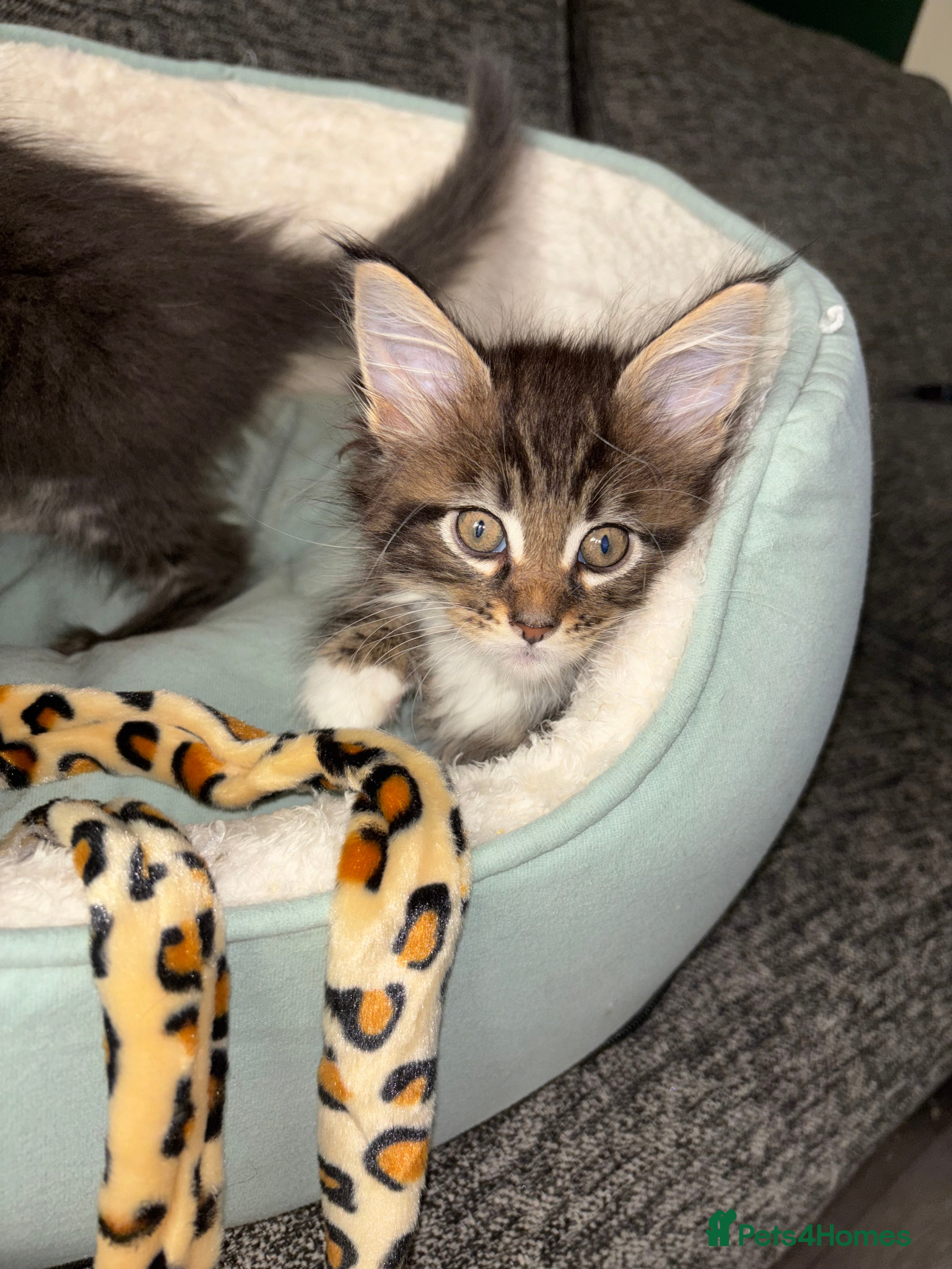 Maine Coon cats GCCF Maine Coone kittens, tested, vacc, vet check - Advert 2