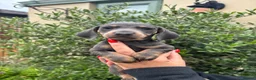 Miniature Dachshund dogs for sale: Stunning KC Miniature Dachshund Litter of 7 in Burnley - Advert 27