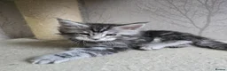 Maine Coon cats for sale: LAST BOY! TiCA Registered Maine Coon Kittens - Advert 4