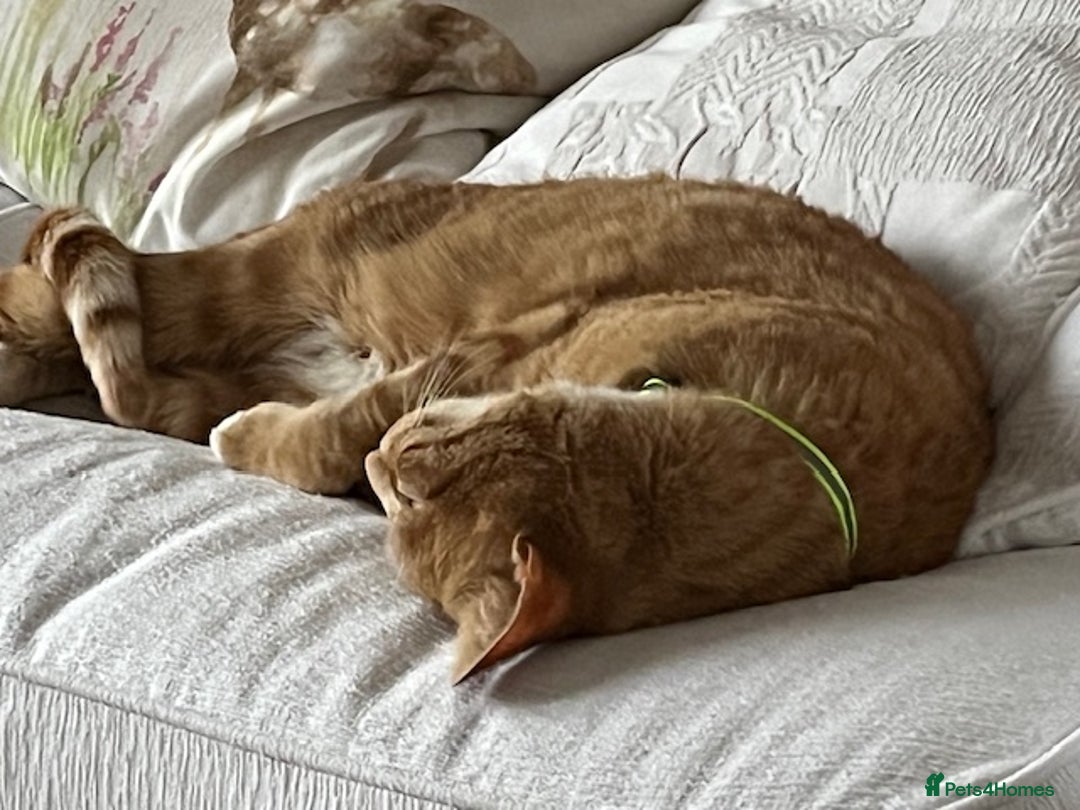 Mixed Breed cats for sale: Ginger & White Young Male Cat looking forever home - Advert 9