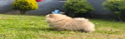 Pomeranian dogs for sale: 🔥     Top Quality Pomeranian Available🧸 - Advert 13