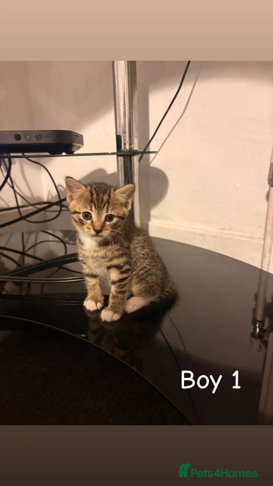 Mixed Breed cats for sale: 5 kittens waiting to be homed  in London - Advert 2