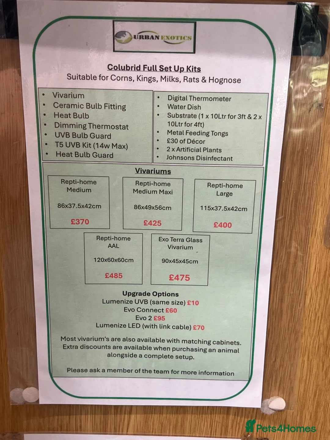 Corn Snake reptiles for sale: Various corn snakes/colubrids at urban exotics  - Advert 18
