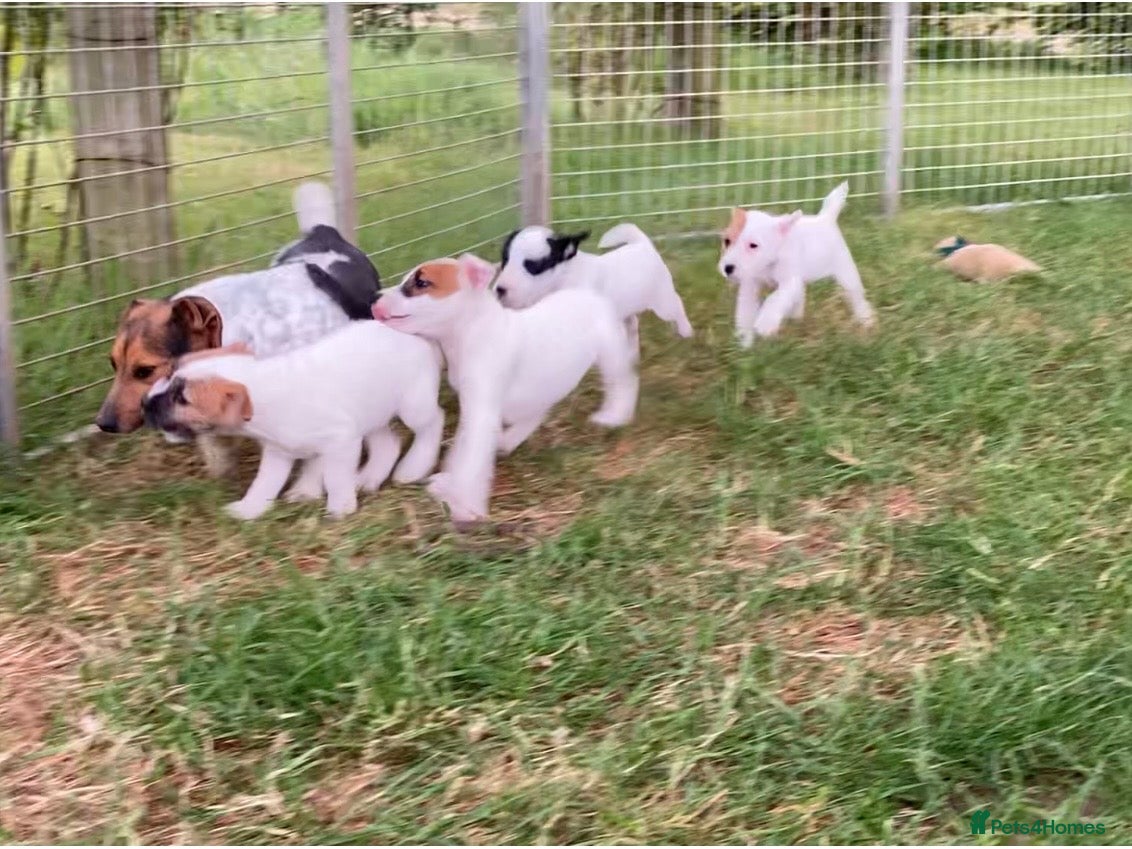 Jack Russell dogs Jack Russell puppies - Advert 15