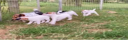 Jack Russell dogs for sale: Jack Russell puppies - Advert 1