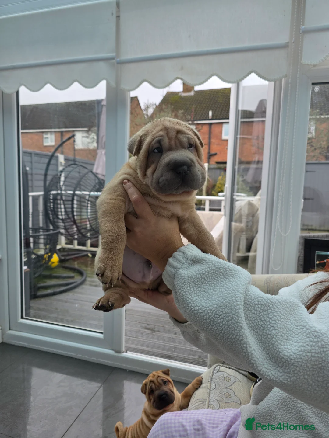 Shar Pei dogs for sale: Shar pei puppies in Walsall - Advert 8