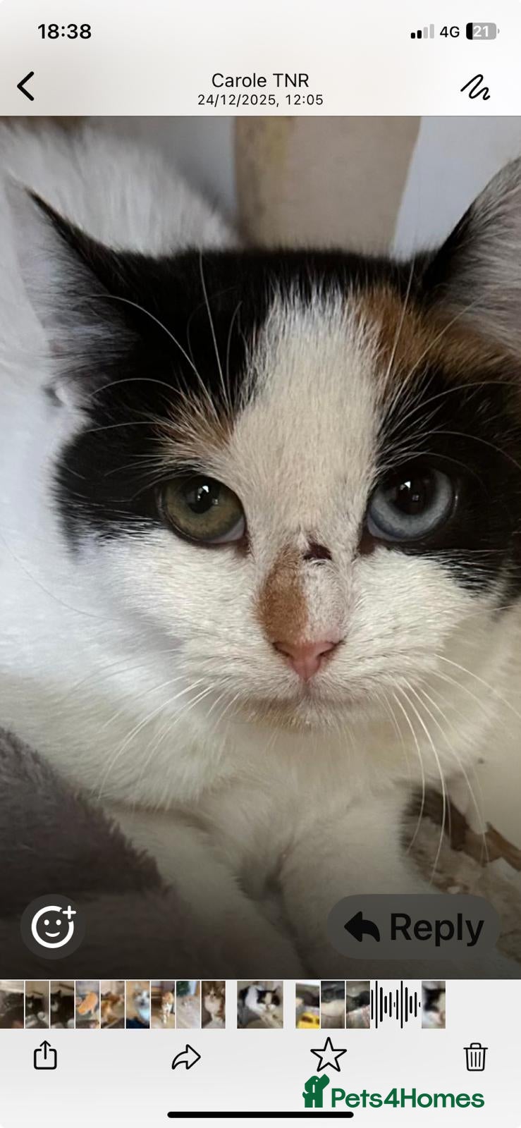 Mixed Breed cats 5 month old kitten needs home - Advert 9