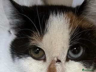 Mixed Breed cats 5 month old kitten needs home - Advert 17