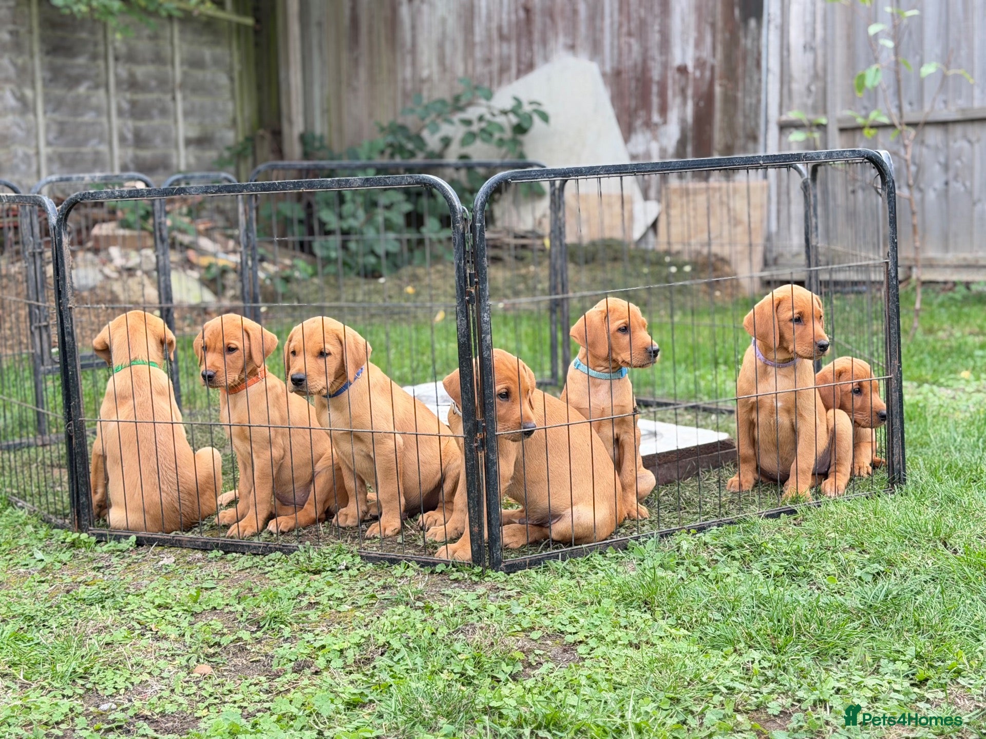 Labrador Retriever dogs Labrador Retriever puppies - Advert 2