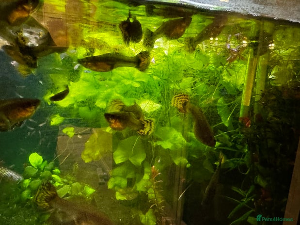 Other/Mixed Breed fish - Advert 2