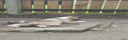 Akita dogs for sale: 15 week old male akita for sale  - Advert 6