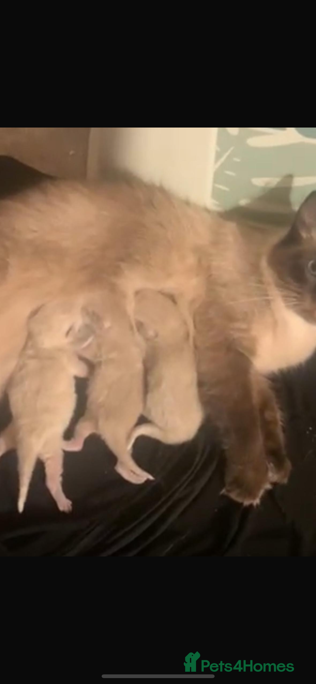 Ragdoll cats for sale: Only 2 left Beautiful ragdoll kittens🌹😊 - Image 11