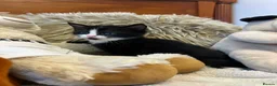Mixed Breed cats for sale: 🩷Cross Maine Coone Kittens🩷 - Advert 25