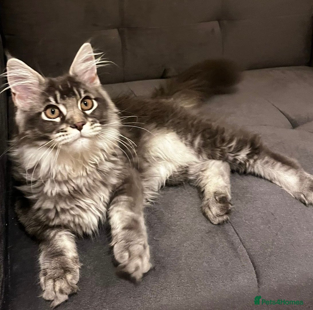 Maine Coon cats TICA Girl Maine Coon blue silver ticked  tabby - Advert 16