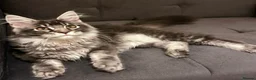 Maine Coon cats for sale: TICA Girl Maine Coon blue silver ticked  tabby - Advert 1