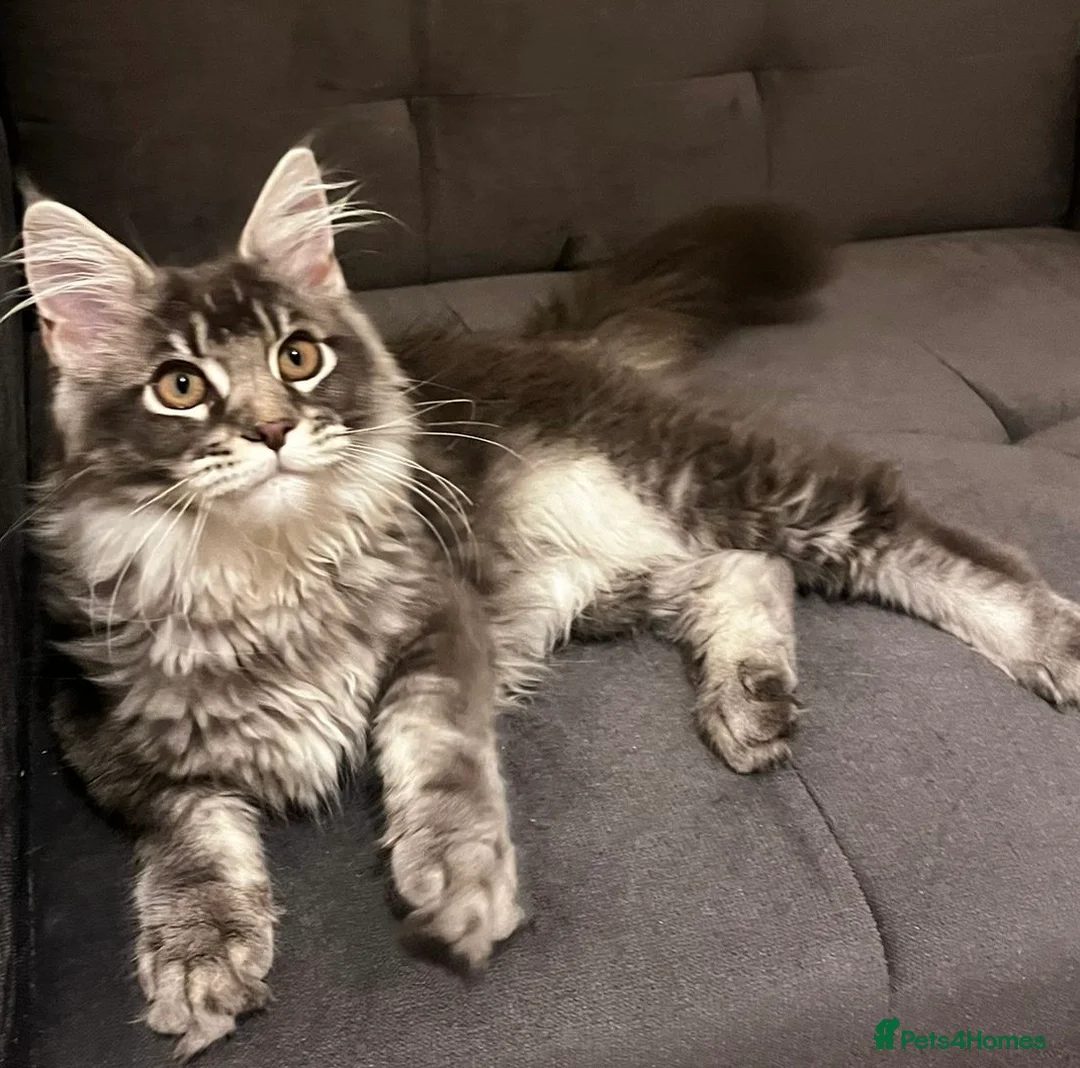 Maine Coon cats for sale: TICA Girl Maine Coon blue silver ticked  tabby - Advert 1