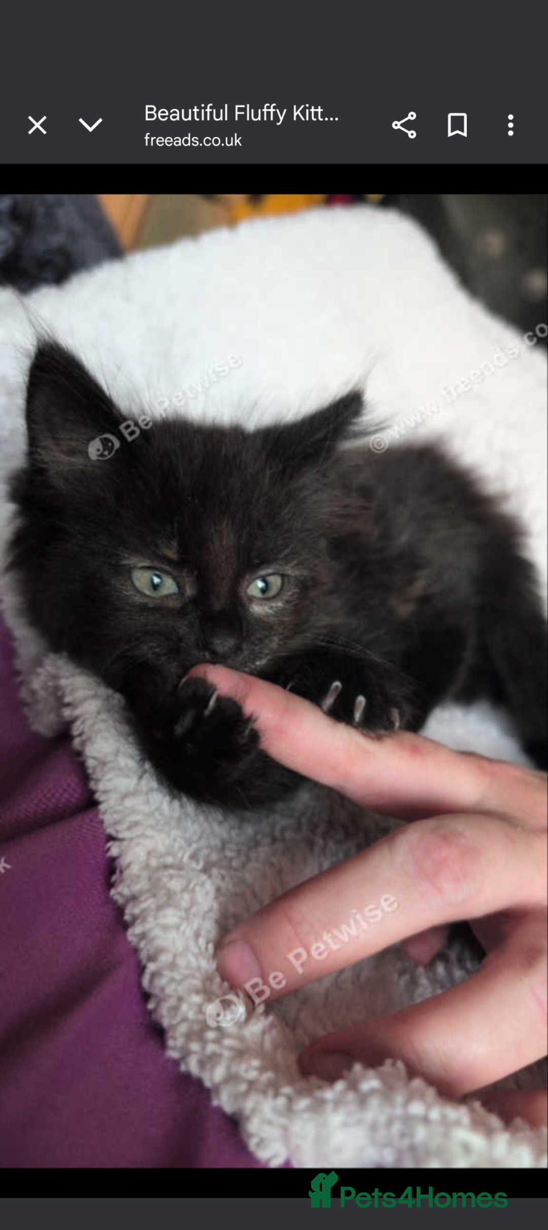 Mixed Breed cats for sale: Beautiful mix breed part maincoon kittens  - Image 5