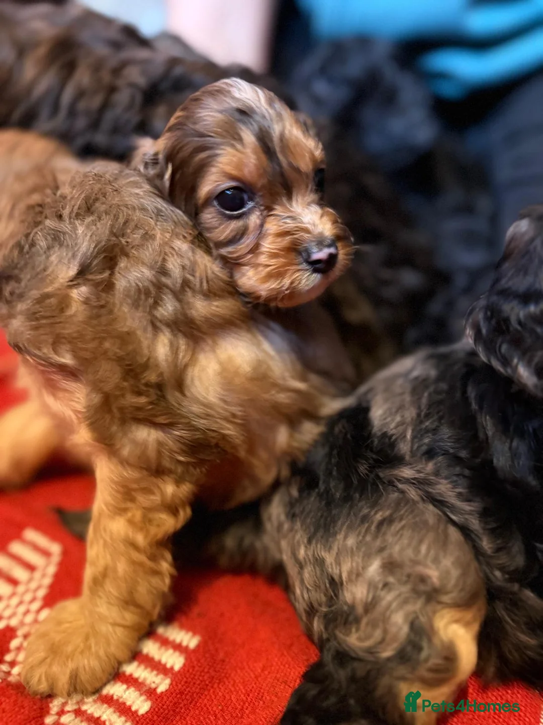 Irish Doodle dogs for sale: Irish Doodles (Mini)  - Advert 16