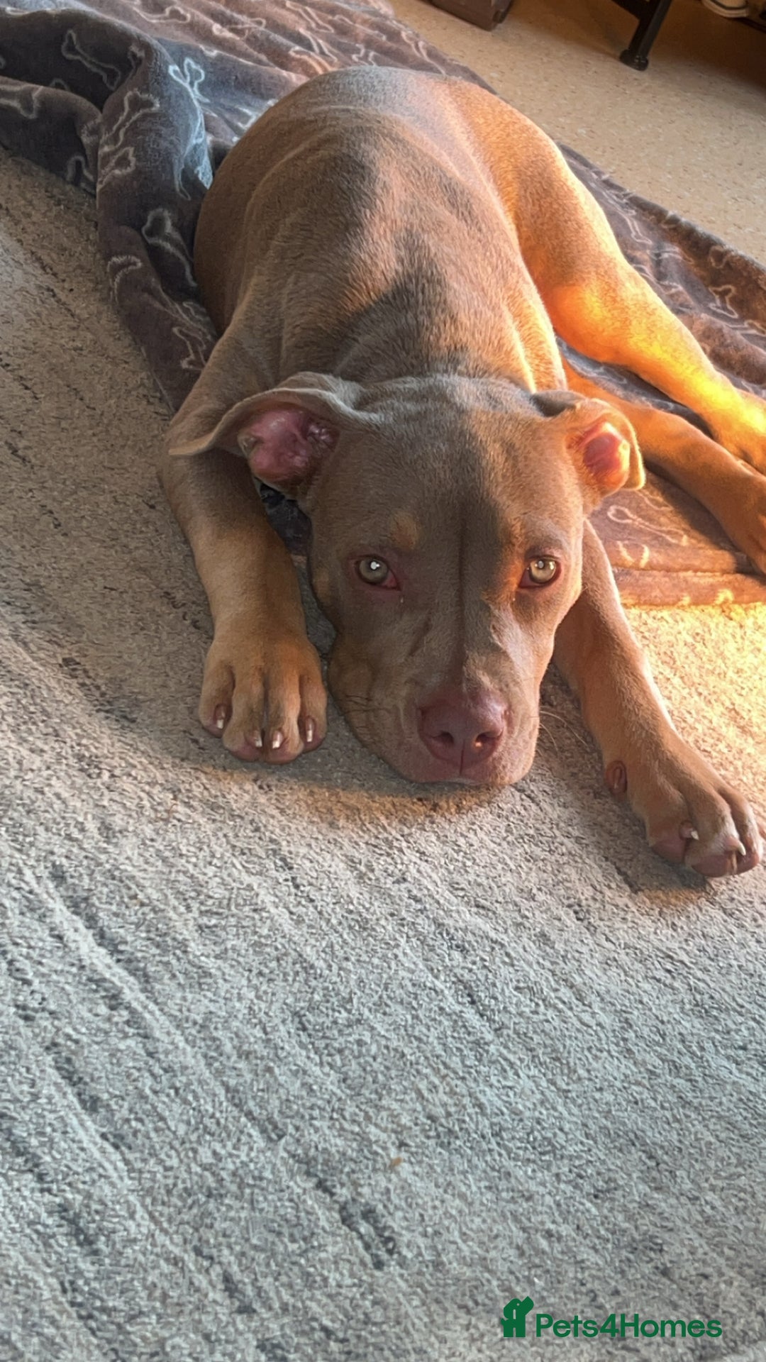 Mixed Breed dogs for sale: My name is Nova.    please adopt me  - Advert 2