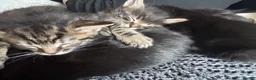 Mixed Breed cats for sale: 5 gorgeous kittens  - Advert 1