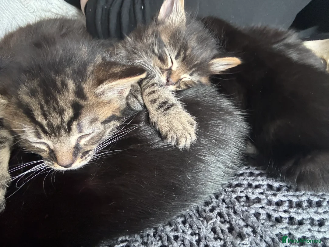 Mixed Breed cats for sale: 5 gorgeous kittens  - Advert 1