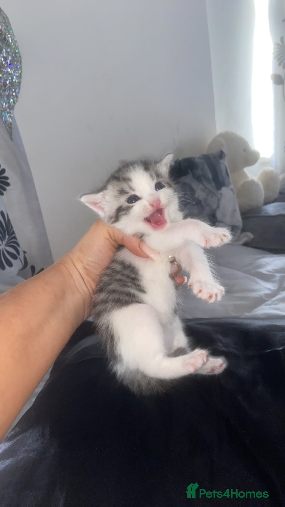 Mixed Breed cats for sale: 5 x Beautiful Bengal Mixed Kittens for Sale  - Image 12